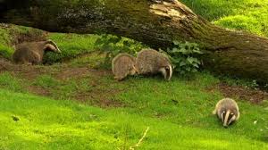 Attēlu rezultāti vaicājumam “Meles meles adult”