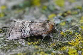 Attēlu rezultāti vaicājumam “Tethea or”