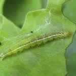 Attēlu rezultāti vaicājumam “Ypsolopha parenthesella”