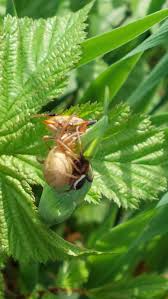 Attēlu rezultāti vaicājumam “Xysticus bifasciatus”