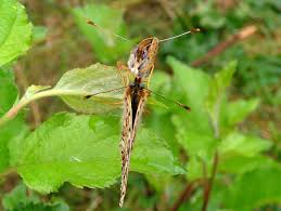 Attēlu rezultāti vaicājumam “Melitaea phoebe underside”
