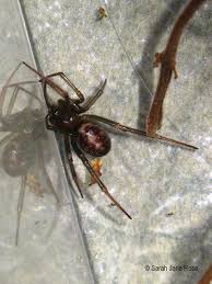 Attēlu rezultāti vaicājumam “Steatoda grossa”