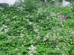 Attēlu rezultāti vaicājumam “Aegopodium podagraria flower”