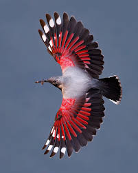 Image result for Tichodroma muraria