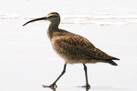 Attēlu rezultāti vaicājumam “Numenius phaeopus adult”