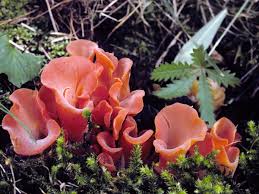 Attēlu rezultāti vaicājumam “Tremiscus helvelloides”