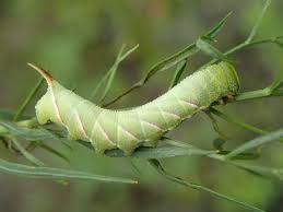 Attēlu rezultāti vaicājumam “Pohlia sphagnicola”