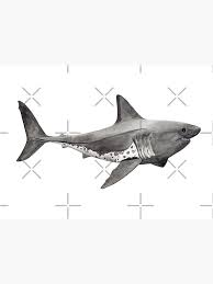 Image result for Lamna ditropis