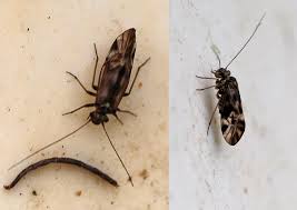 Attēlu rezultāti vaicājumam “Metylophorus nebulosus”