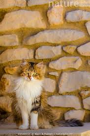 Attēlu rezultāti vaicājumam “Felis silvestris catus”