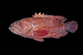 Image result for Cephalopholis cruentata