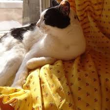 Image result for https://mobile.twitter.com/a24tanabe