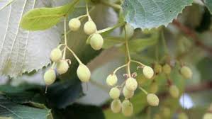 Attēlu rezultāti vaicājumam “Tilia tomentosa fruit”
