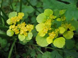 Attēlu rezultāti vaicājumam “Chrysosplenium alternifolium”