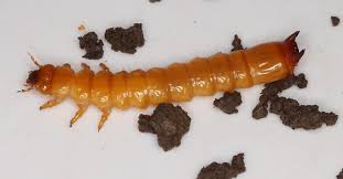 Attēlu rezultāti vaicājumam “Pyrochroidae larva”