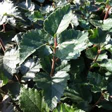 Attēlu rezultāti vaicājumam “Betula pubescens leaf”