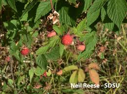 Attēlu rezultāti vaicājumam “Rubus idaeus”