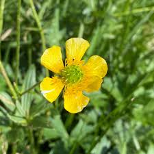 Attēlu rezultāti vaicājumam “Ranunculus auricomus”