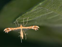 Attēlu rezultāti vaicājumam “Platyptilia gonodactyla”