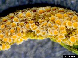 Attēlu rezultāti vaicājumam “Puccinia coronata”