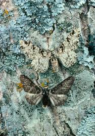 Attēlu rezultāti vaicājumam “Biston betularia”