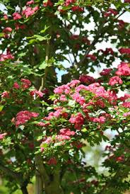 Attēlu rezultāti vaicājumam “Crataegus x macrocarpa”