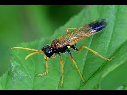 Attēlu rezultāti vaicājumam “Tenthredo campestris female”