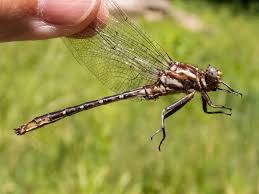 Attēlu rezultāti vaicājumam “Odonata”