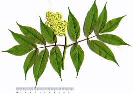 Attēlu rezultāti vaicājumam “Sambucus racemosa”