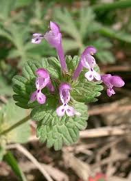 Attēlu rezultāti vaicājumam “Lamium amplexicaule”