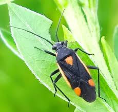 Attēlu rezultāti vaicājumam “Capsodes gothicus”