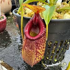 Attēlu rezultāti vaicājumam “Edwardsiana geometrica”