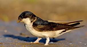 Attēlu rezultāti vaicājumam “Buteo lagopus adult”