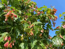 Attēlu rezultāti vaicājumam “Acer tataricum”