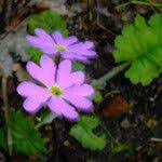 Attēlu rezultāti vaicājumam “Primula farinosa leaf”