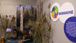 Attēlu rezultāti vaicājumam “Diaperis boleti nest”