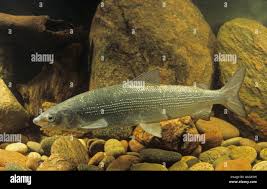 Image result for Coregonus lavaretus oxyrinchus