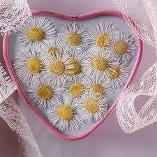 Attēlu rezultāti vaicājumam “Erigeron annuus flower”