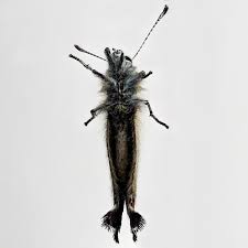 Attēlu rezultāti vaicājumam “Satyrium w-album underside”