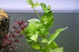 Attēlu rezultāti vaicājumam “Cychramus variegatus”