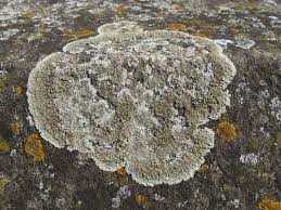 Attēlu rezultāti vaicājumam “Lecanora muralis”