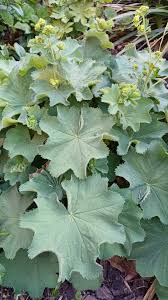 Attēlu rezultāti vaicājumam “Alchemilla vulgaris aggr. leaf”