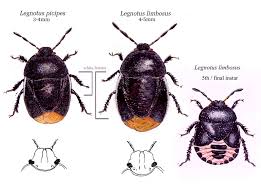 Attēlu rezultāti vaicājumam “Cydnidae”