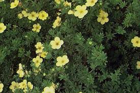 Attēlu rezultāti vaicājumam “Pentaphylloides fruticosa”