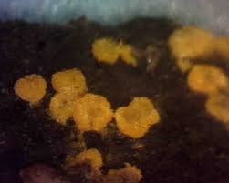 Attēlu rezultāti vaicājumam “Bactridium flavum”