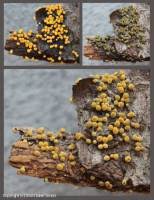 Attēlu rezultāti vaicājumam “Physarum luteolum spores”