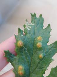 Attēlu rezultāti vaicājumam “Puccinia agrostidis”