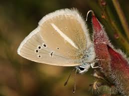 Attēlu rezultāti vaicājumam “Agrodiaetus damon”