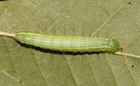 Attēlu rezultāti vaicājumam “Craniophora ligustri imago”