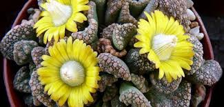 Attēlu rezultāti vaicājumam “Philonotis calcarea”